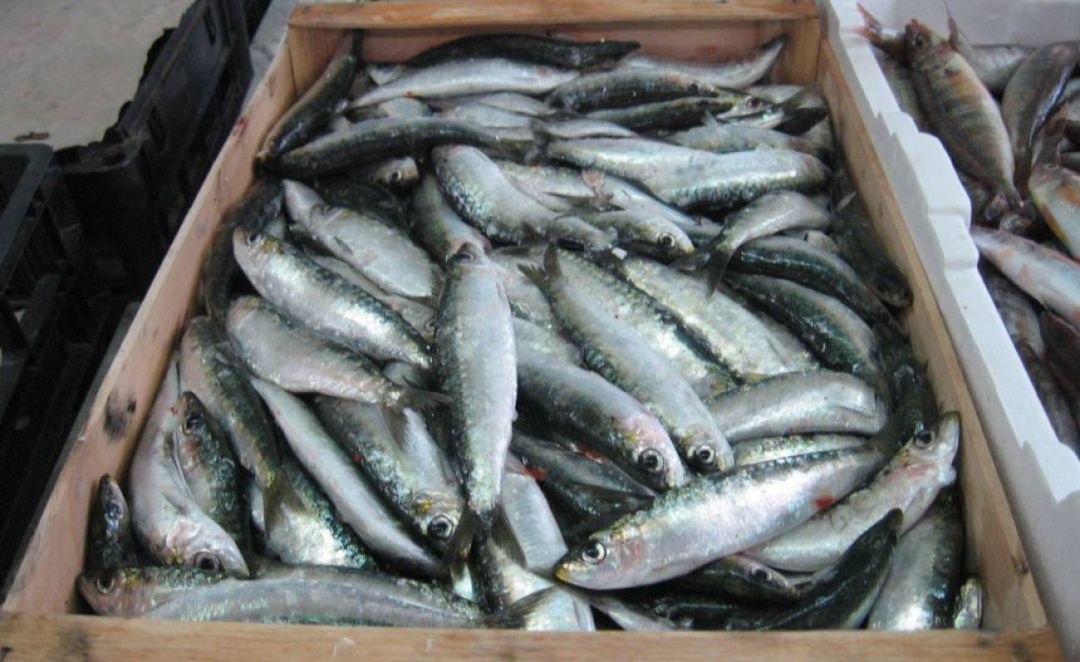Sardines en una imatge d'arxiu Sardines en una imatge d'arxiu