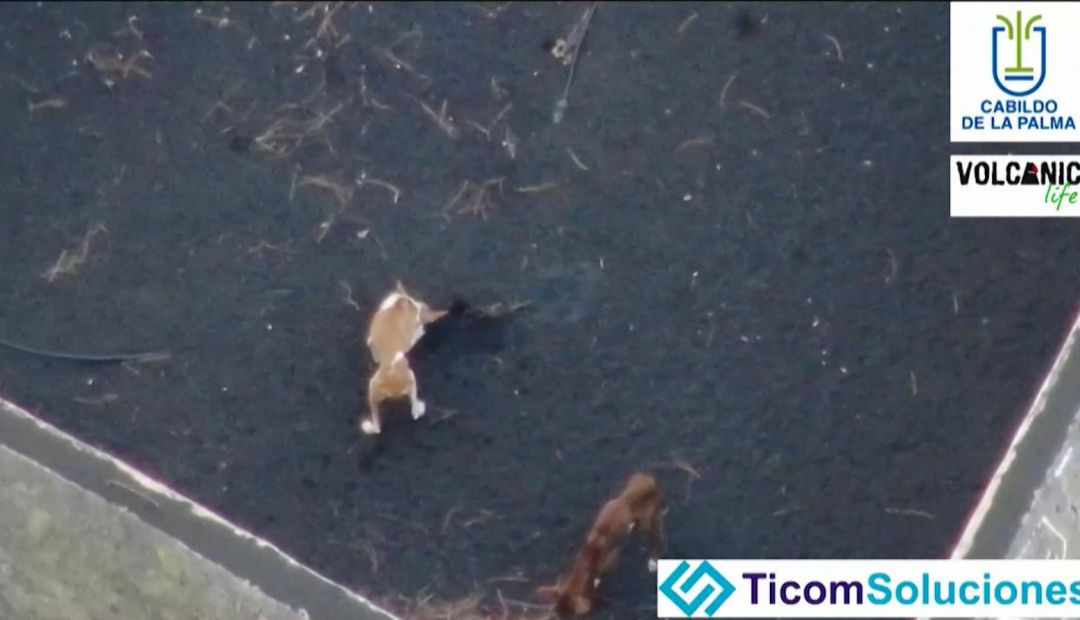 Dos de los perros atrapados Dos de los perros atrapados