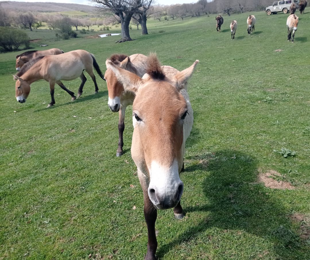 Caballos prewalzki en la reserva Paleolítico Vivo Caballos prewalzki en la reserva Paleolítico Vivo