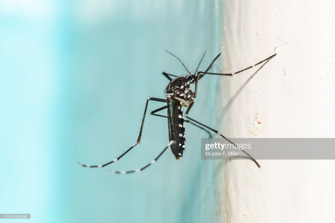 imagen de un mosquito tigre imagen de un mosquito tigre