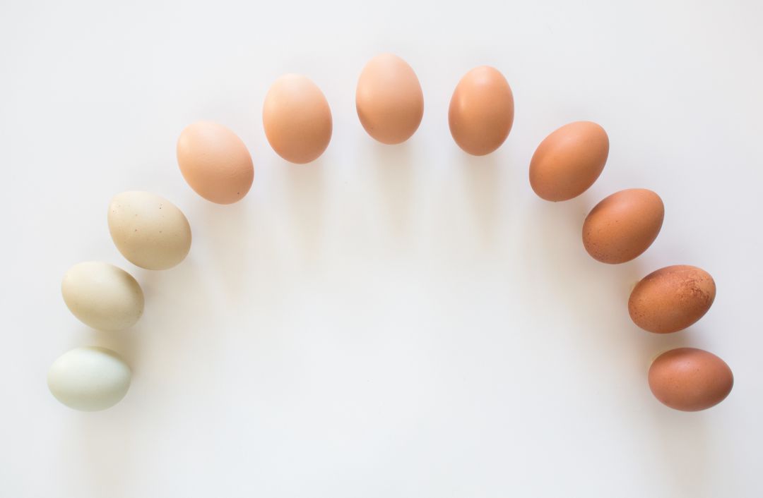 Los huevos pueden ser de una amplia variedad de colores. Los huevos pueden ser de una amplia variedad de colores.