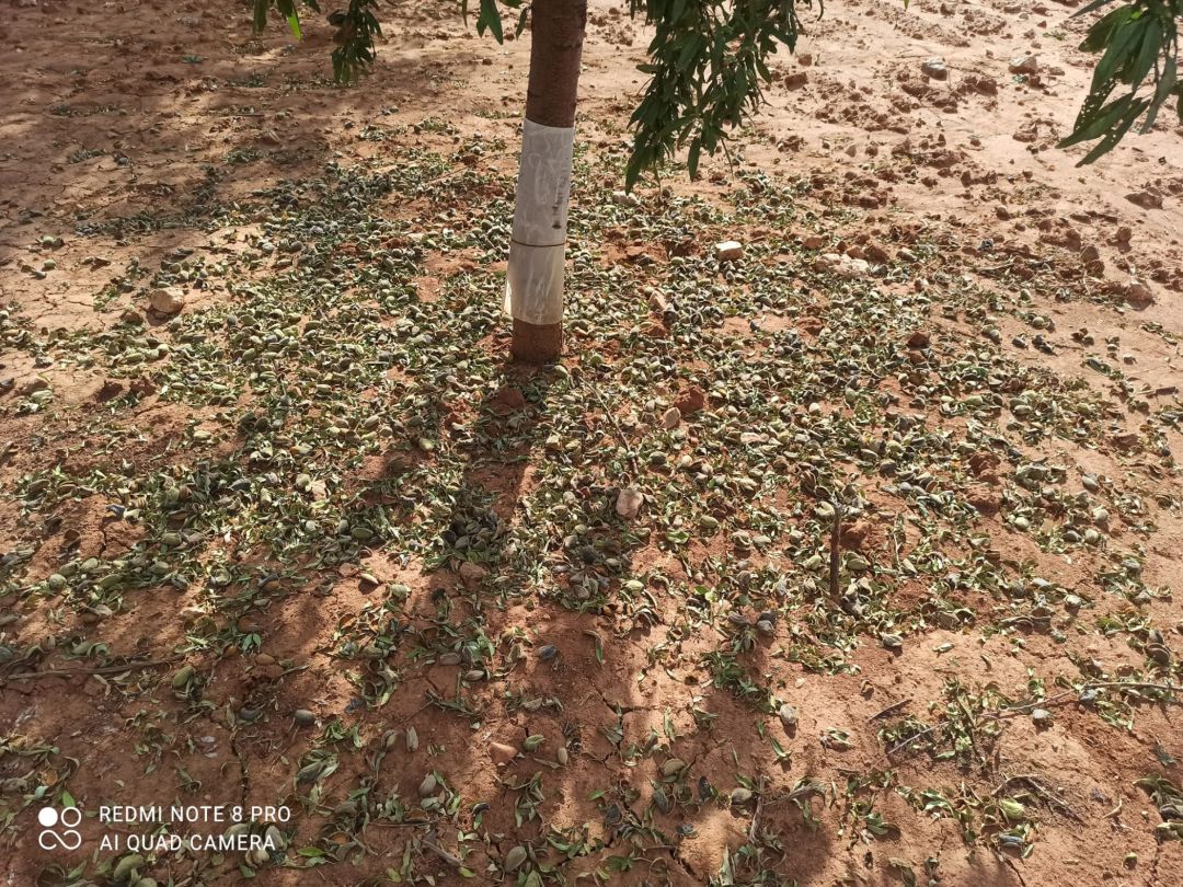 Almendros en el suelo tras sufrir un robo en la parcela Almendros en el suelo tras sufrir un robo en la parcela