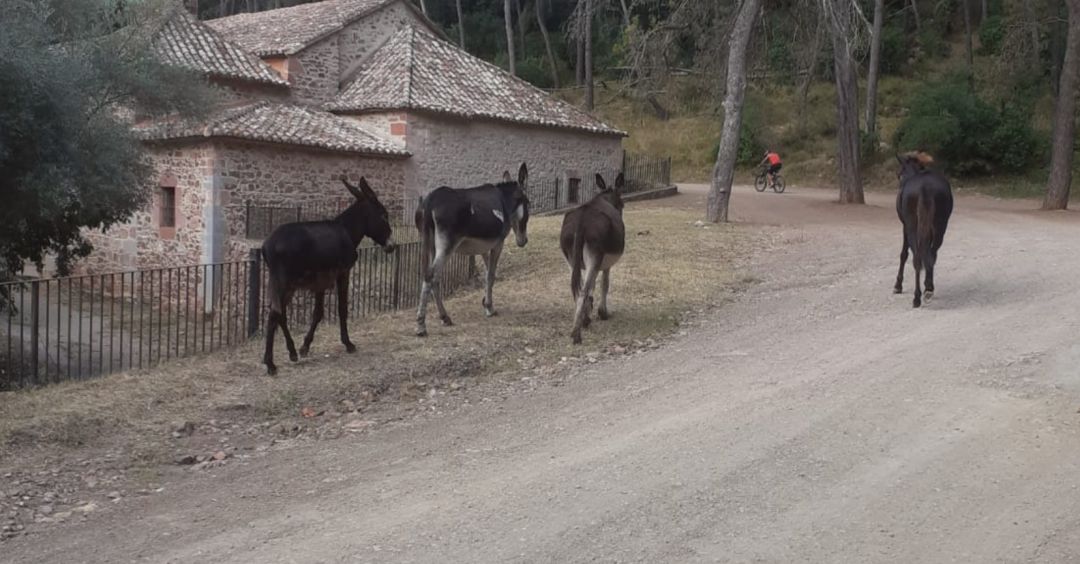 Burros en el Desert de les Palmes Burros en el Desert de les Palmes