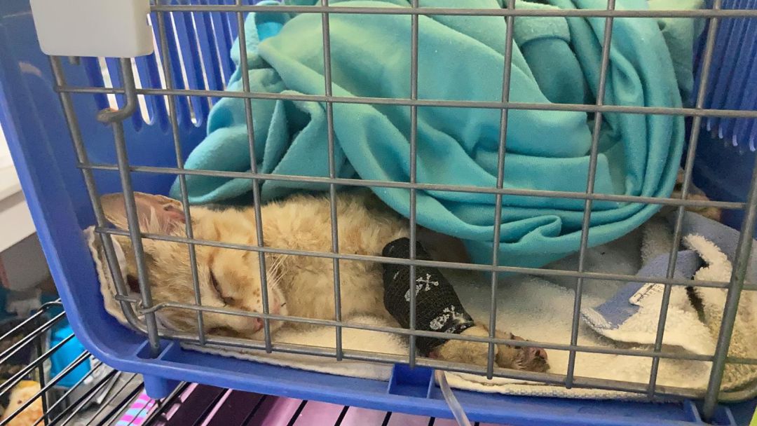 El militar que salvó la vida de un gato en La Palma decide adoptarlo El militar que salvó la vida de un gato en La Palma decide adoptarlo