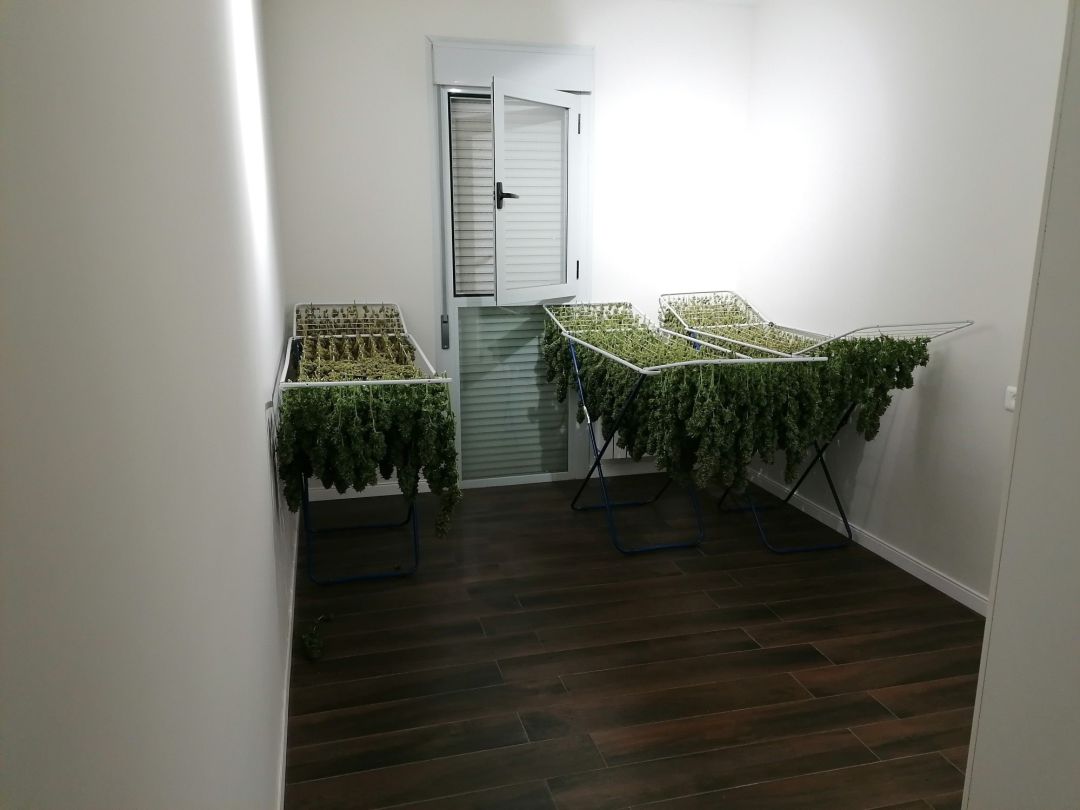Marihuana incautada Marihuana incautada