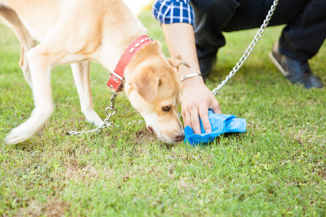 La normativa obliga a llevar bolsas para recoger las heces de las mascotas La normativa obliga a llevar bolsas para recoger las heces de las mascotas