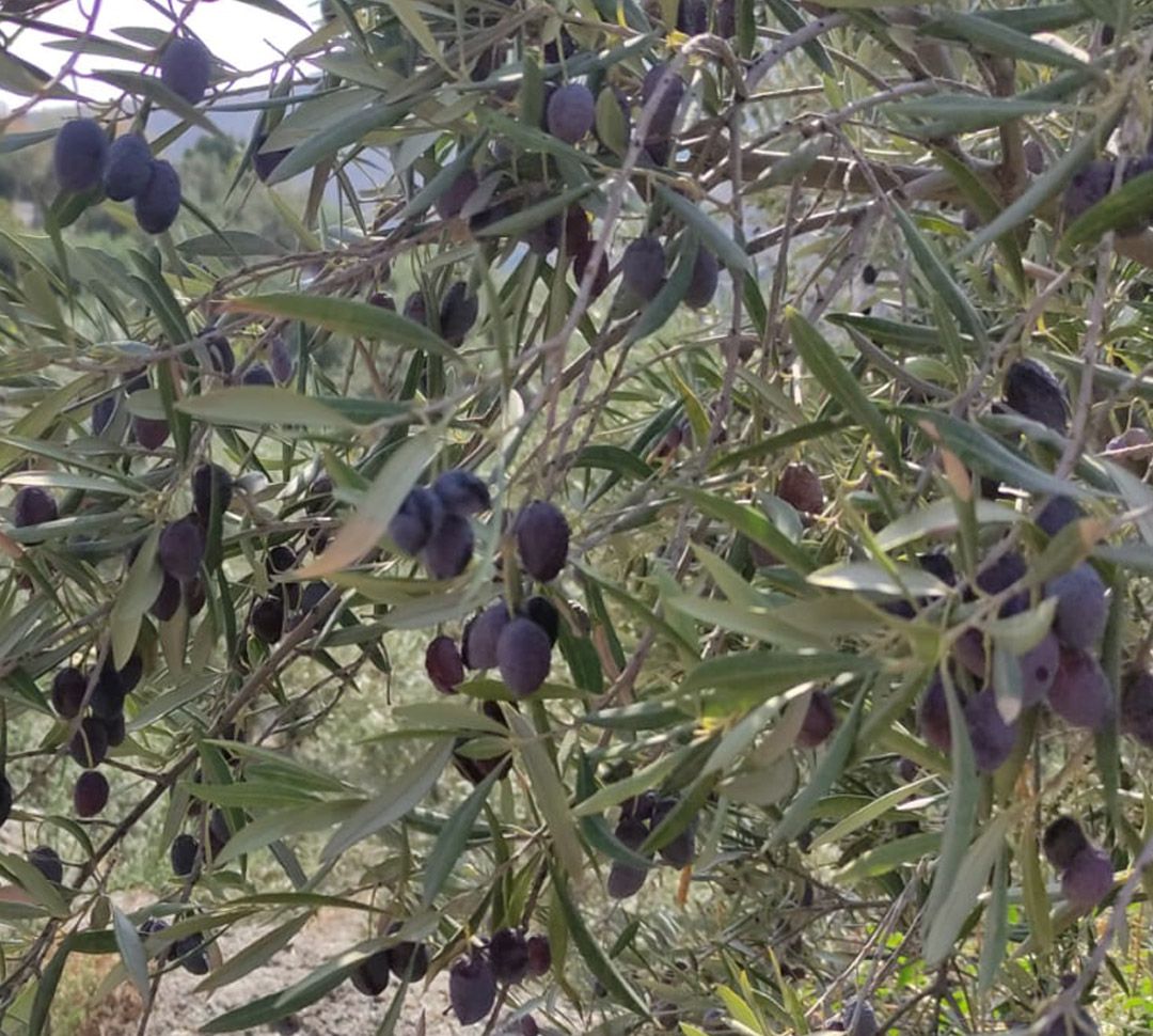 Las aceitunas de los olivos de regadío no se están viendo afectados por la sequía, como se muestra en este árbol de un olivar de Lanjaron (Granada) Las aceitunas de los olivos de regadío no se están viendo afectados por la sequía, como se muestra en este árbol de un olivar de Lanjaron (Granada)