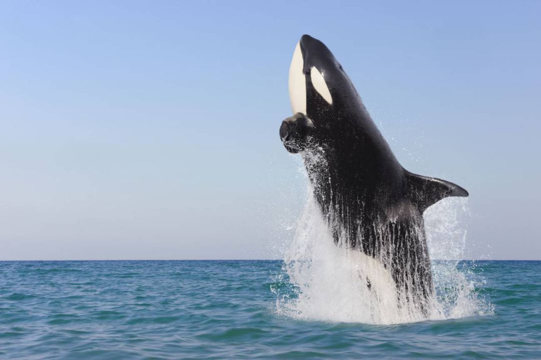 Imagen de archivo de una orca Imagen de archivo de una orca