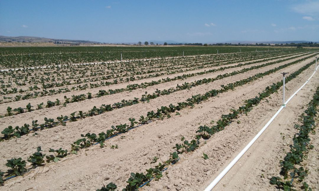 Plantación de fresas. Archivo Plantación de fresas. Archivo