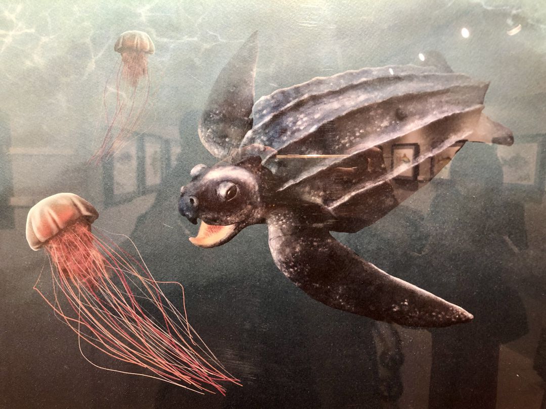 'Tortuga laúd', una obra de la artista Nerea Goikoetxea 'Tortuga laúd', una obra de la artista Nerea Goikoetxea