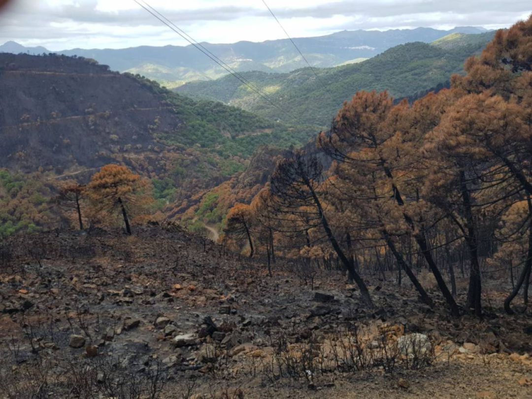 Uno de los parajes afectados por el fuego en Sierra Bermeja Uno de los parajes afectados por el fuego en Sierra Bermeja