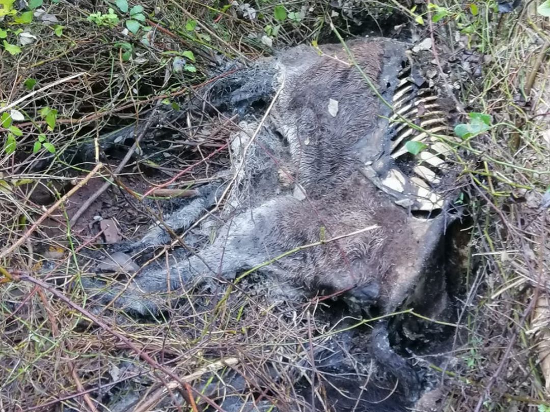 Un burro muerto que una vecina del término de Cabanes ha podido ver en los últimos días. Un burro muerto que una vecina del término de Cabanes ha podido ver en los últimos días.