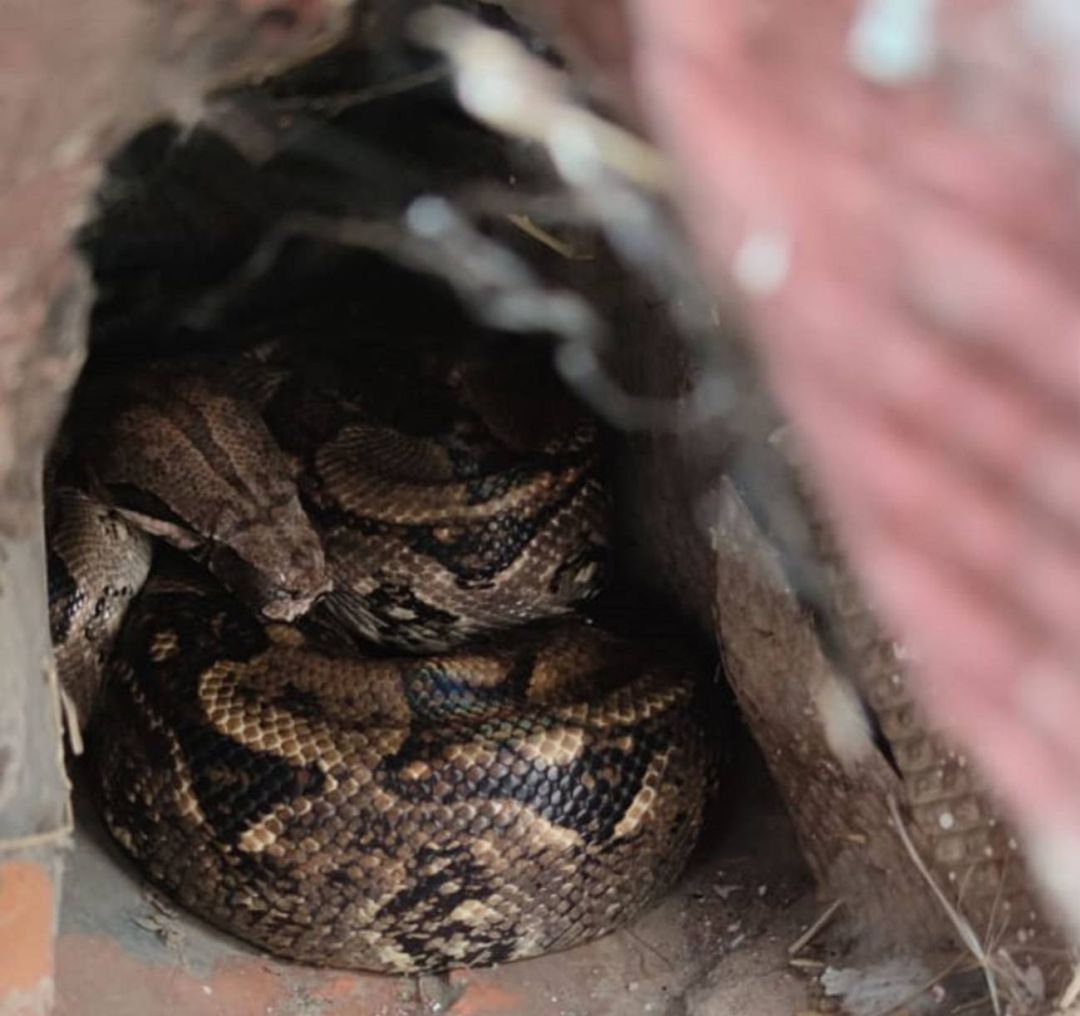 Lugar en el que se cobijó la serpiente Lugar en el que se cobijó la serpiente