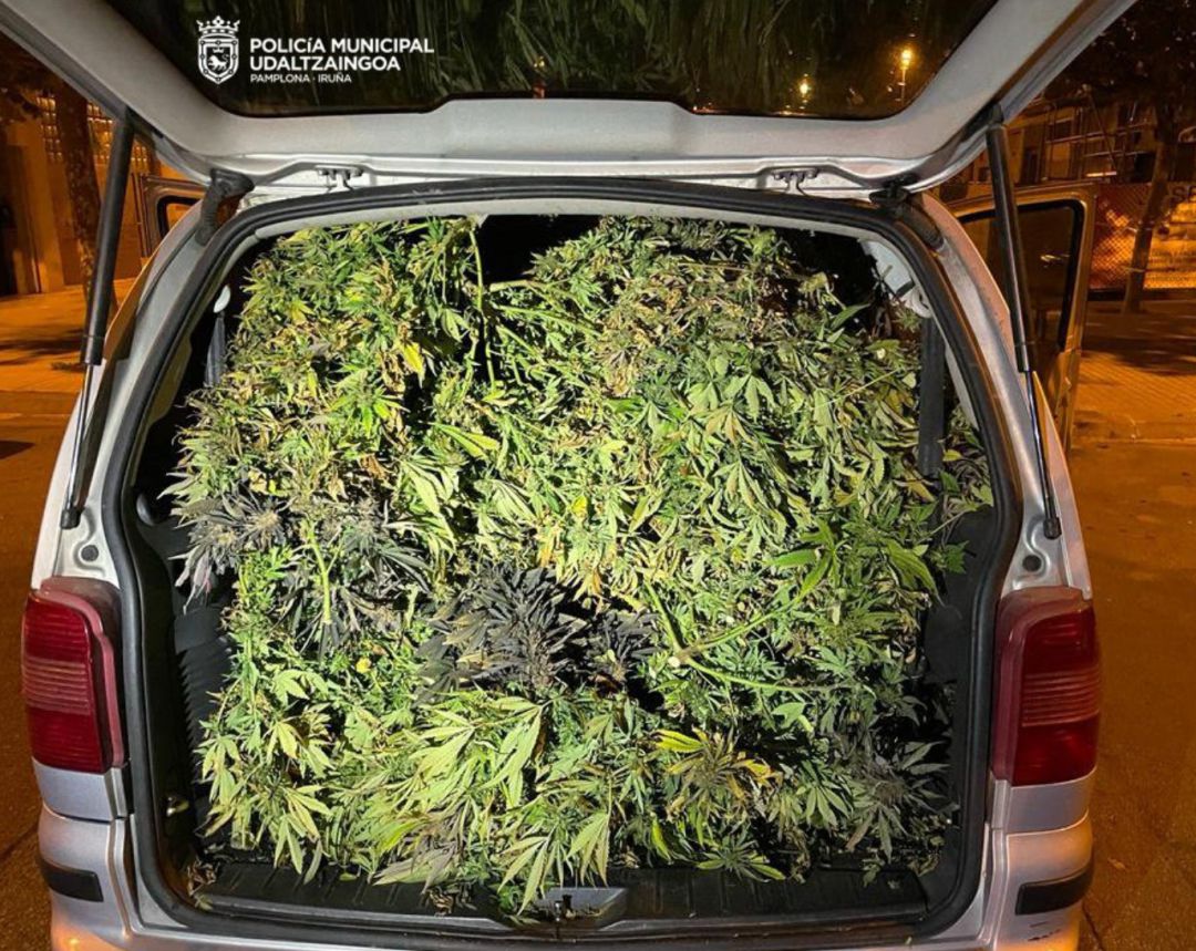 La Policía Municipal de Pamplona retira una monovolumen llena de plantas de marihuana La Policía Municipal de Pamplona retira una monovolumen llena de plantas de marihuana