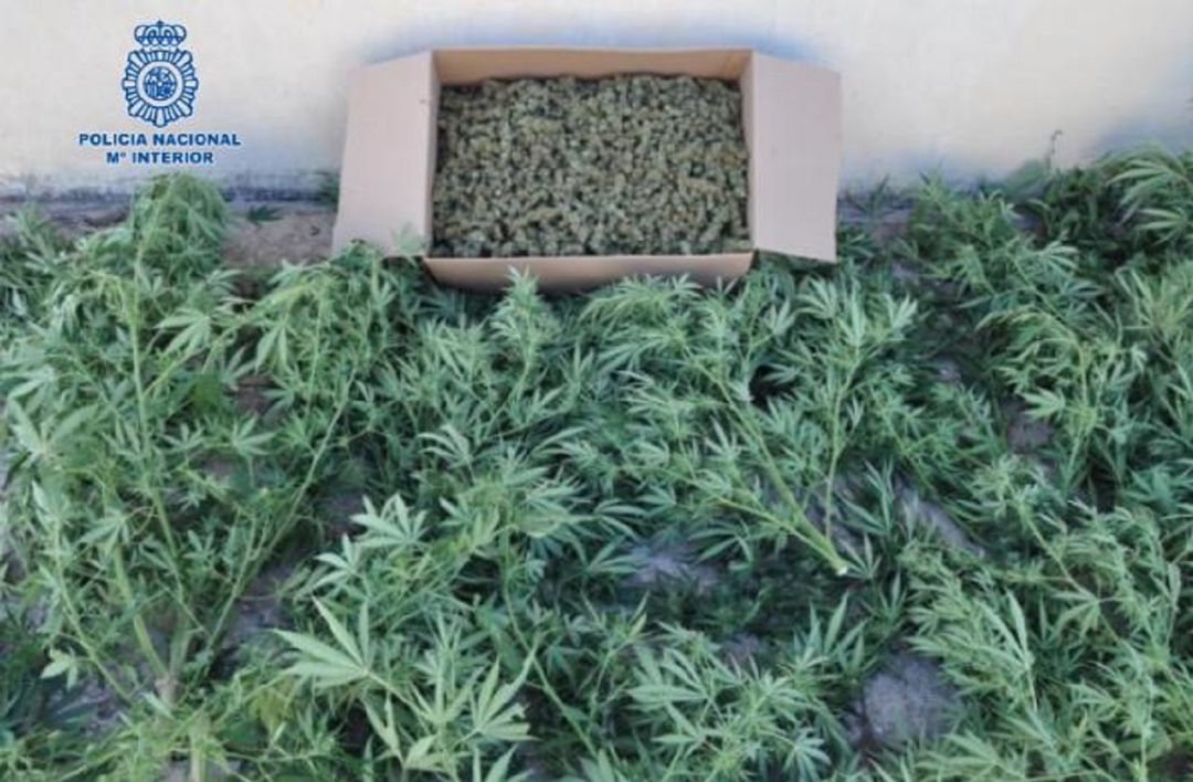 Marihuana intervenida en Puertollano Marihuana intervenida en Puertollano