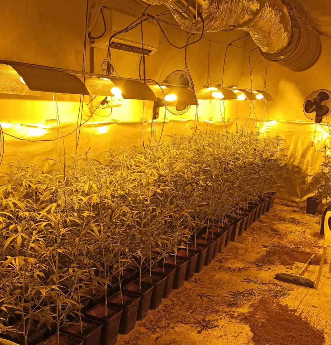 Plantación doméstica de marihuana en el poblado de Las Sabinas de Móstoles Plantación doméstica de marihuana en el poblado de Las Sabinas de Móstoles