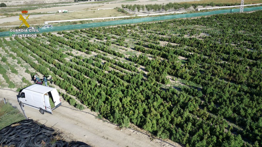Vista aérea de la plantación de La Guardia Vista aérea de la plantación de La Guardia