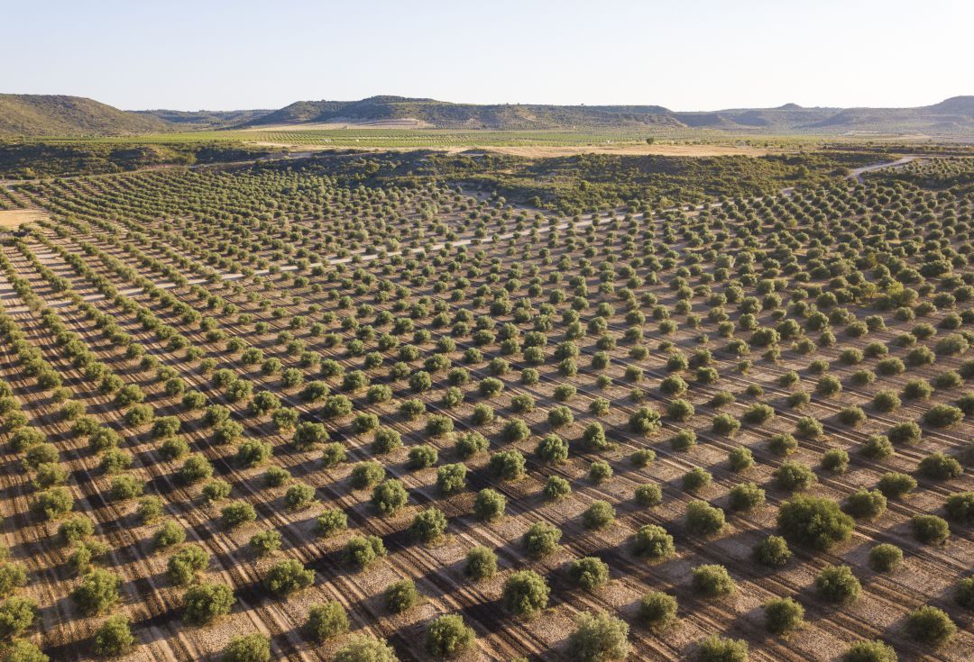 Van a llegar a Andalucía 47,6 millones de los 145 millones de euros procedentes del Plan de Recuperación, Transformación y Resiliencia para el campo andaluz Van a llegar a Andalucía 47,6 millones de los 145 millones de euros procedentes del Plan de Recuperación, Transformación y Resiliencia para el campo andaluz