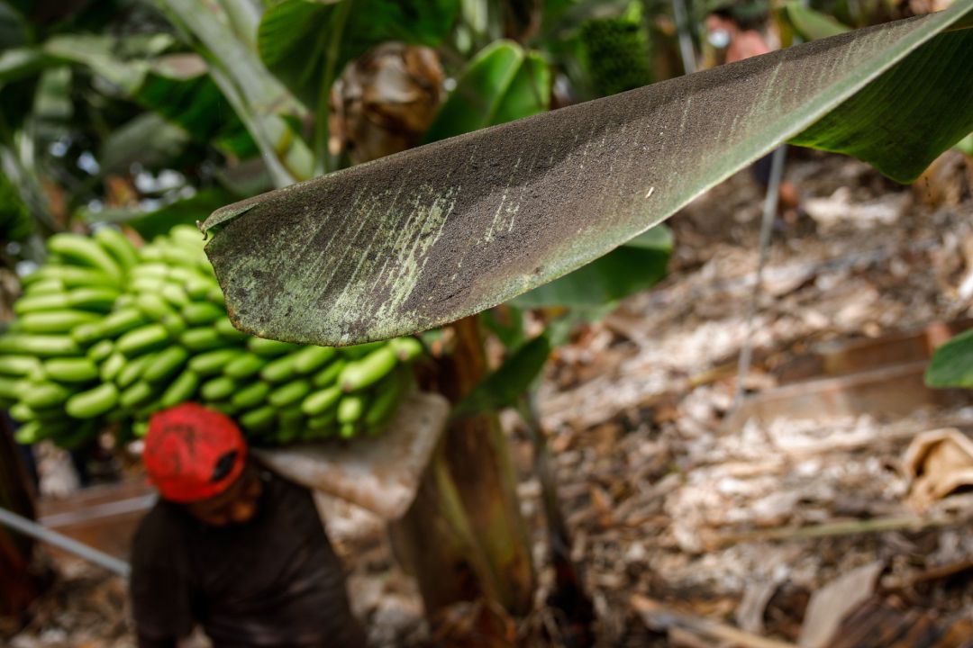 Una platanera llena de ceniza, mientras un agricultor recoge una piña de plátanos Una platanera llena de ceniza, mientras un agricultor recoge una piña de plátanos