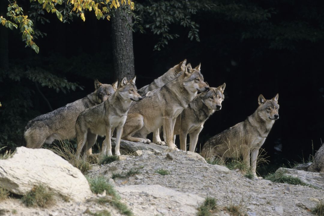 Asturias, Galicia, Cantabria y Castilla y León albergan el 95% de la especie. Asturias, Galicia, Cantabria y Castilla y León albergan el 95% de la especie.