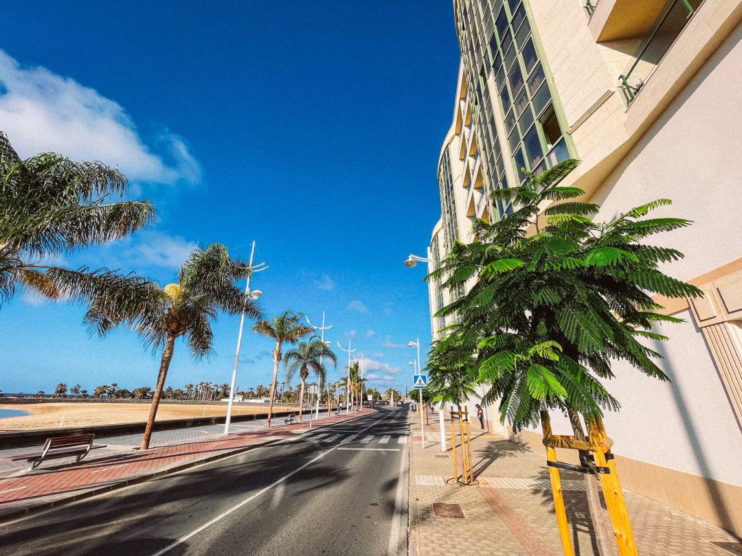 Árboles en la avenida Fred Olsen de Arrecife. Árboles en la avenida Fred Olsen de Arrecife.