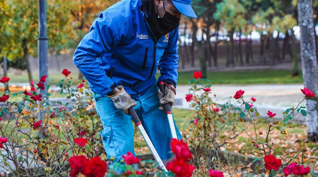 El mantenimiento de los parques y jardines de Colmenar Viejo contarán con un 80% más de presupuesto
El mantenimiento de los parques y jardines de Colmenar Viejo contarán con un 80% más de presupuesto