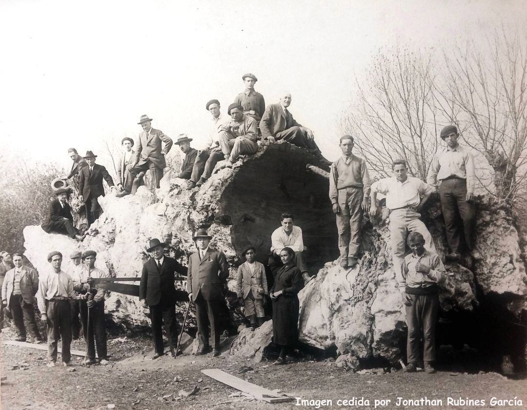 El árbol caído El árbol caído