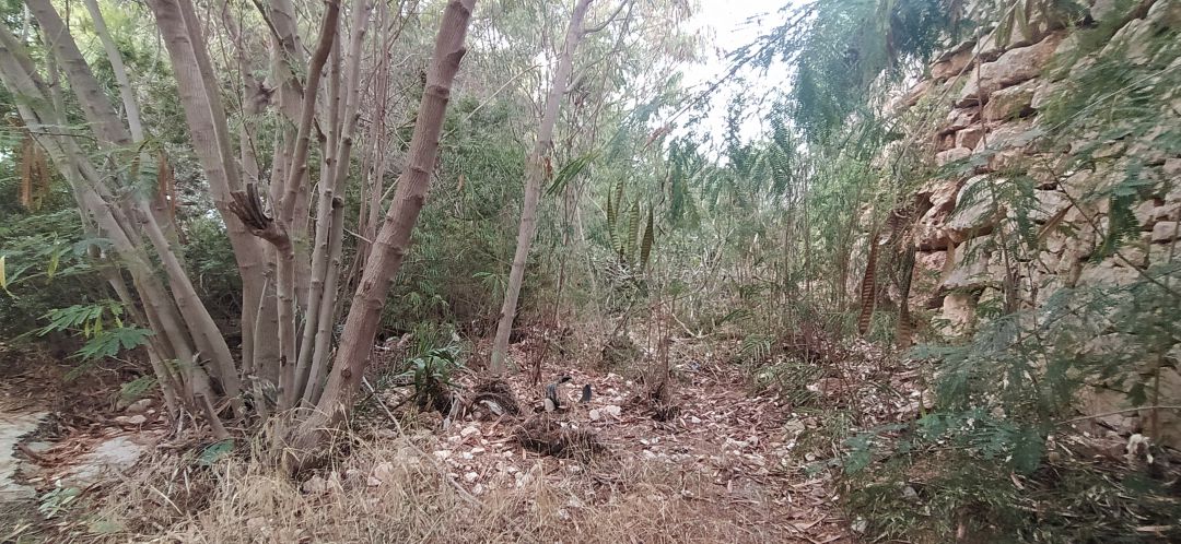 Barranco en la zona del Montgó, en Dénia. Barranco en la zona del Montgó, en Dénia.