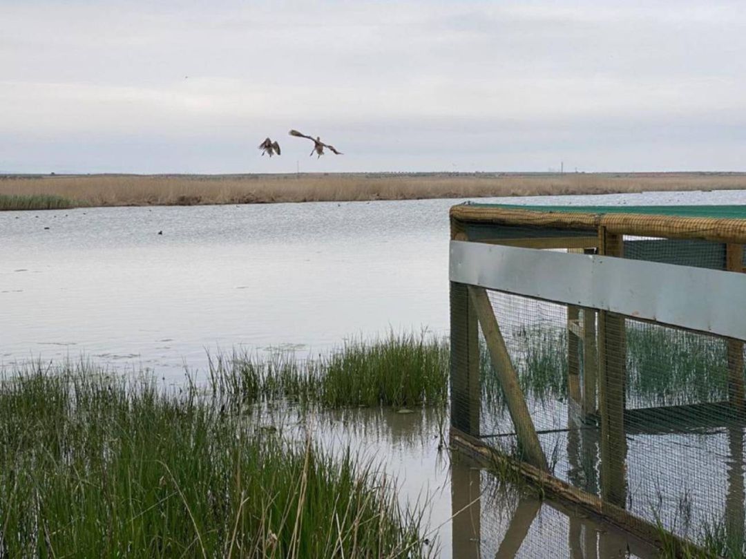 Laguna primera de Palos de la Frontera (Huelva) Laguna primera de Palos de la Frontera (Huelva)