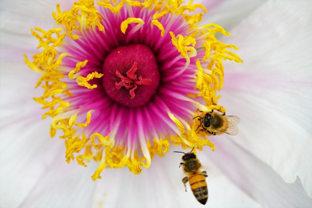 Dos abejas polinizan una flor Dos abejas polinizan una flor