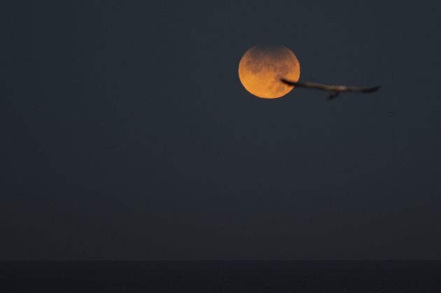 Una gaviota vuela en el cielo donde se observa un eclipse lunar parcial desde A Coruña. Una gaviota vuela en el cielo donde se observa un eclipse lunar parcial desde A Coruña.