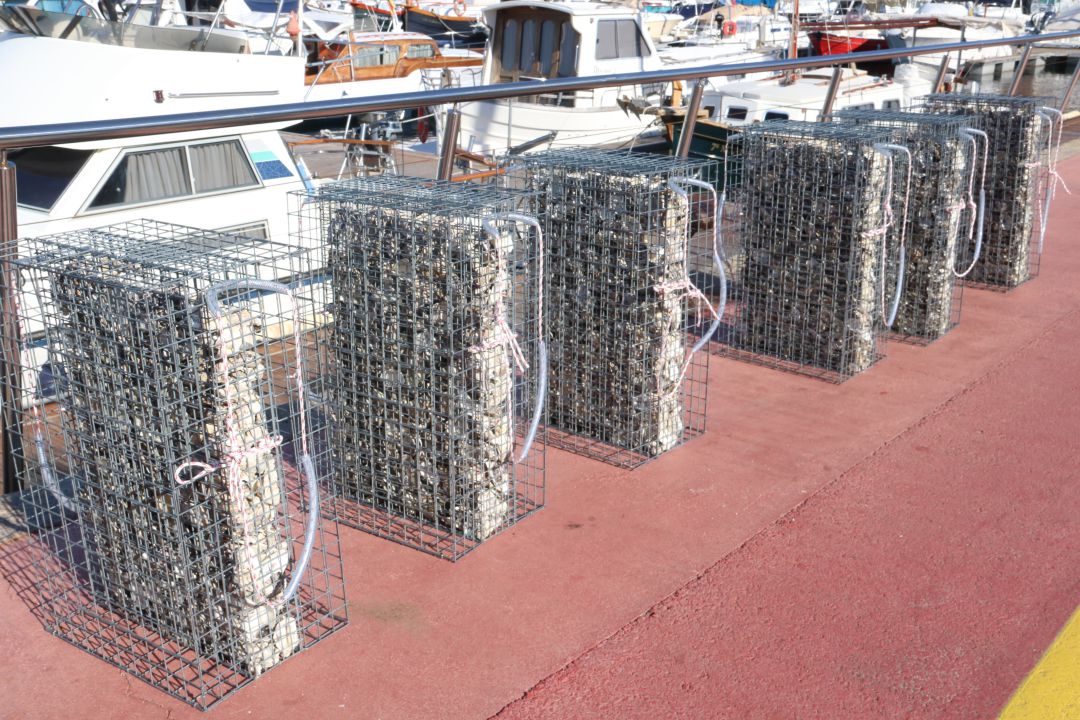 Els hàbitats de les espècies que s'instal·len al Port d'Aro Els hàbitats de les espècies que s'instal·len al Port d'Aro