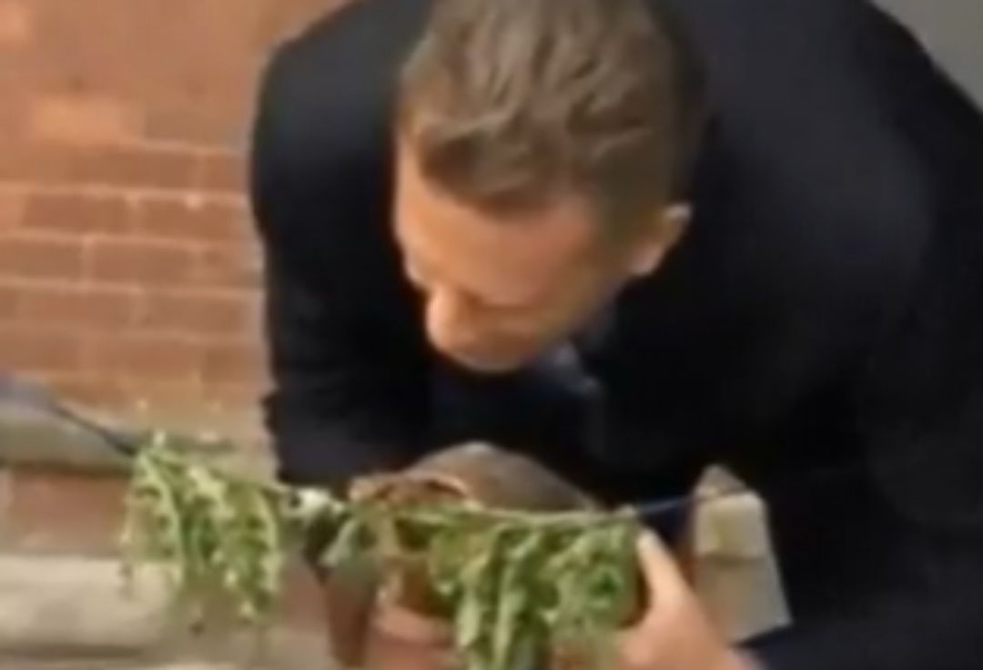 La tortuga mordiendo la cinta La tortuga mordiendo la cinta