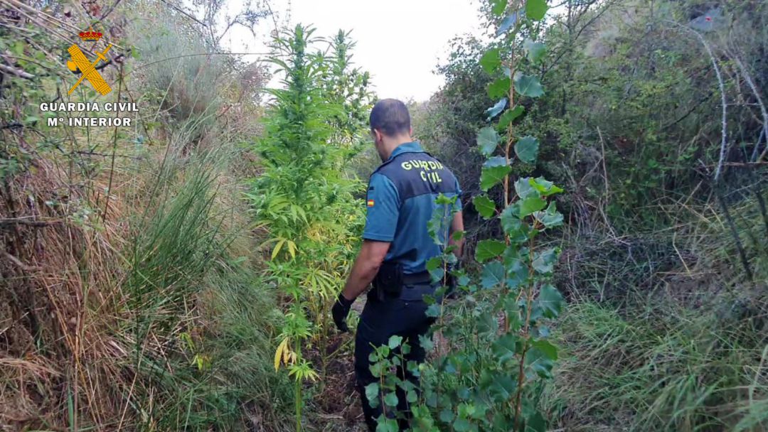 Desmantelada una plantación de marihuana en Préjano Desmantelada una plantación de marihuana en Préjano