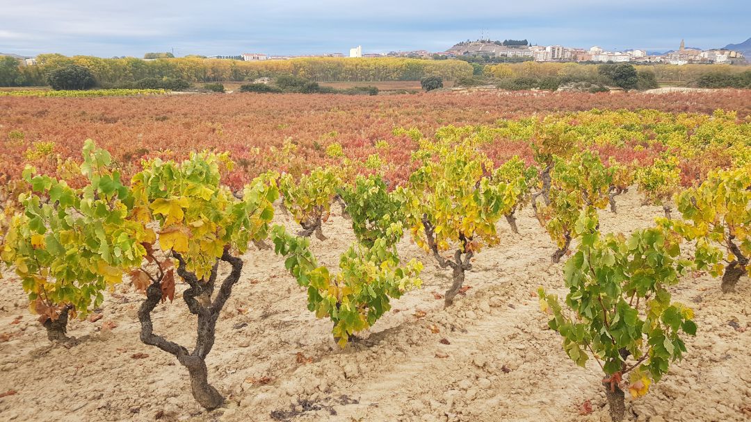 Viñedo singular Viñedo singular