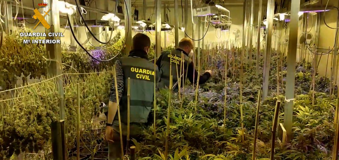 Una de las naves con el cultivo de interior Una de las naves con el cultivo de interior
