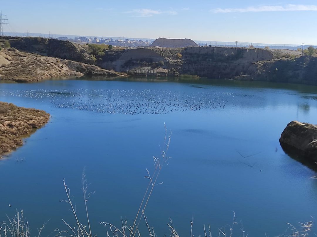 Las cigüeñas reposan en la laguna de Ambroz a principios de Noviembre Las cigüeñas reposan en la laguna de Ambroz a principios de Noviembre