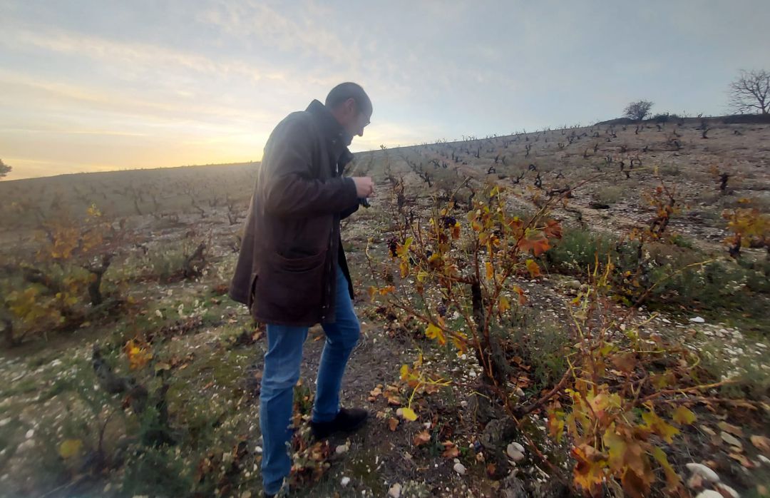 José Ignacio Junguitu, en un viñedo de la zona. José Ignacio Junguitu, en un viñedo de la zona.