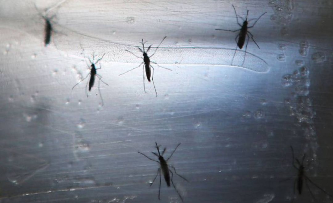 Mosquitos Mosquitos