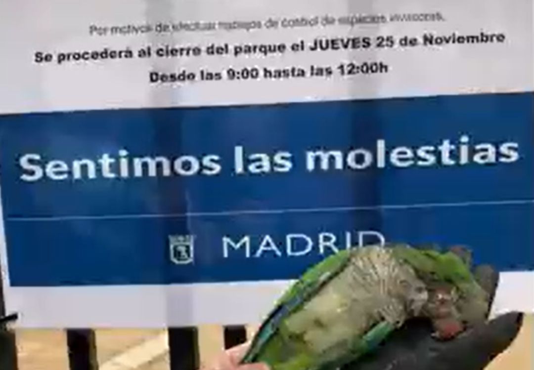Imagen de una de las cotorras abatidas en el parque Fuente del Berro, en Madrid Imagen de una de las cotorras abatidas en el parque Fuente del Berro, en Madrid