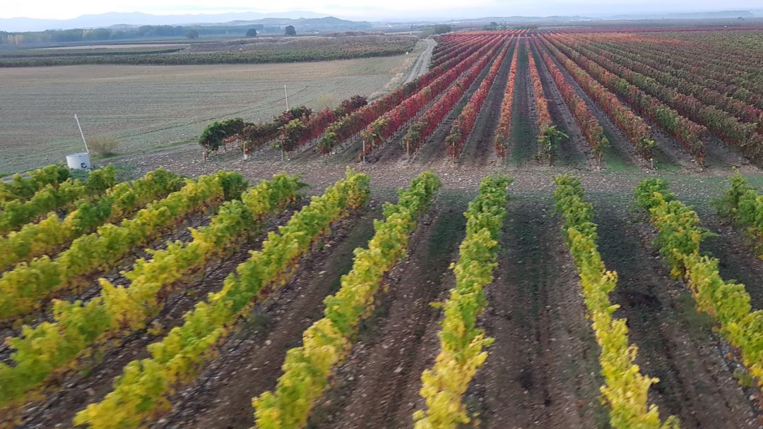 Viñedos de la Denominación de Origen Calificada Rioja. Viñedos de la Denominación de Origen Calificada Rioja.