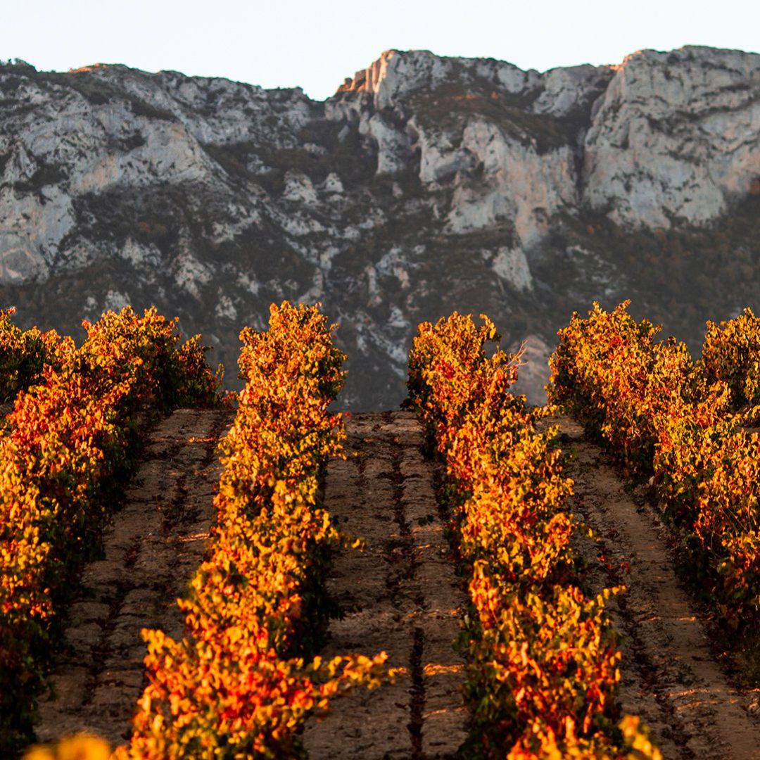 Viñedos de la DOCa Rioja Viñedos de la DOCa Rioja