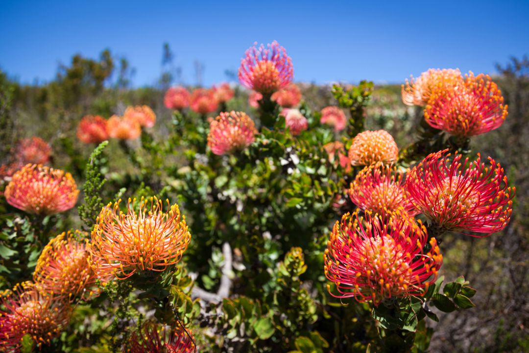 Explosión floral de proteáceas (Leucospermum patersonii) en el fynbos cerca de El Cabo (Sudáfrica). Explosión floral de proteáceas (Leucospermum patersonii) en el fynbos cerca de El Cabo (Sudáfrica).