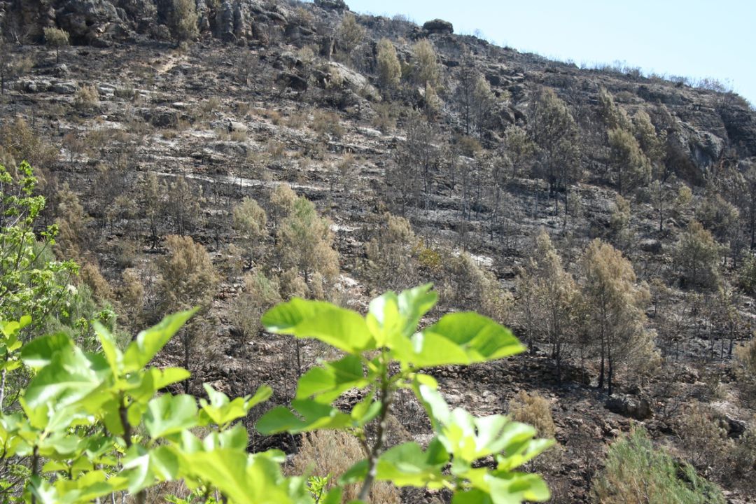 Zona a recuperar tras un incendio en 2011 en Ròtova Zona a recuperar tras un incendio en 2011 en Ròtova