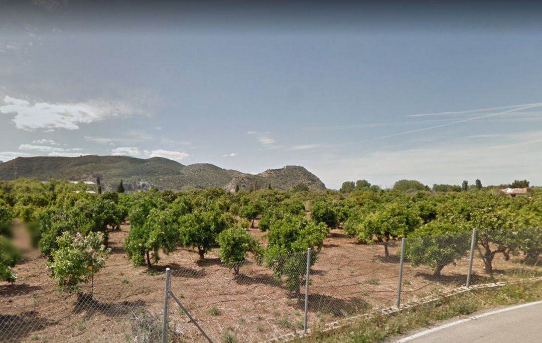Zona donde han proyectado construir un glamping en Gandia Zona donde han proyectado construir un glamping en Gandia