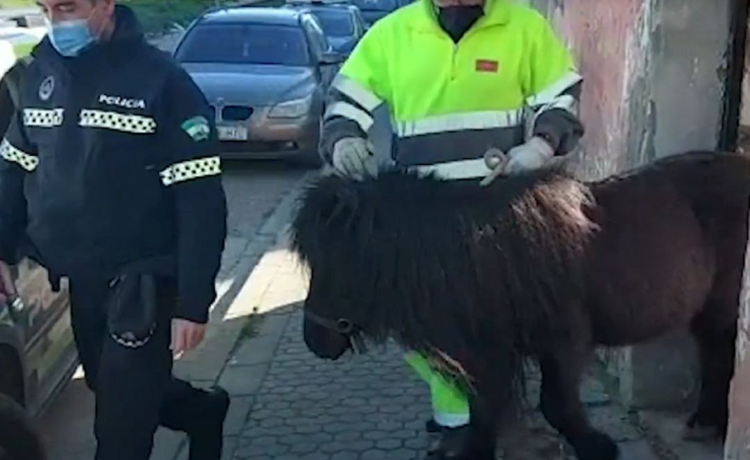 Rescate de animales abandonados en Torreblanca Rescate de animales abandonados en Torreblanca