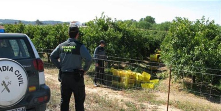 Mil detenidos por robos en el campo | Radio Valencia | Cadena SER
