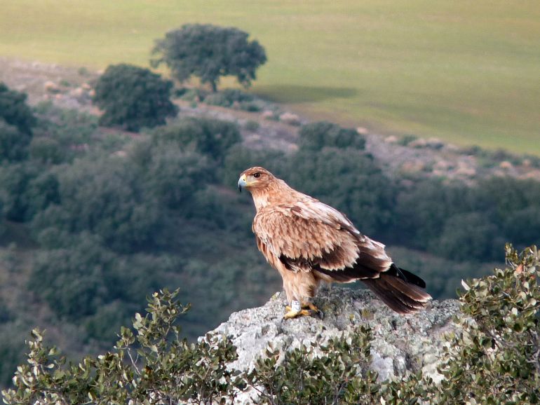 cabañeros parque nacional águila imperial ibérica: Nacimiento en Cabañeros  | SER Toledo | Cadena SER