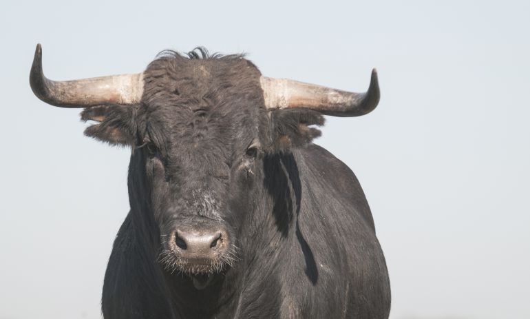 La nueva política choca con los toros