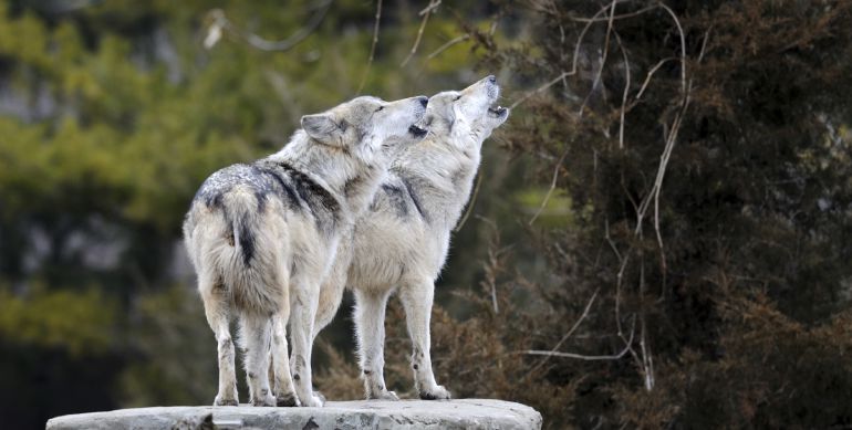 Los lobos vuelven a atacar en la Sierra Norte de Guadalajara | SER Toledo |  Cadena SER